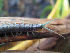 Cormocephalus rubriceps