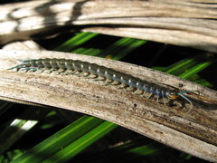 Cormocephalus rubriceps