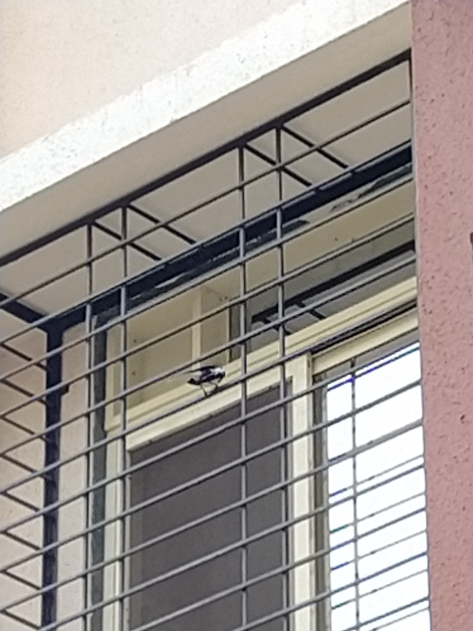 Oriental Magpie Robin