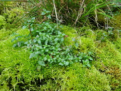 Image of Epilobium hornemannii