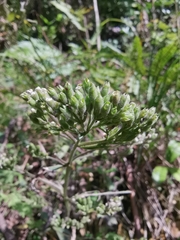 Eupatorium lindleyanum