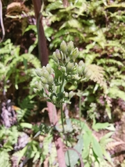 Eupatorium lindleyanum