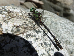 Ophiogomphus carolus