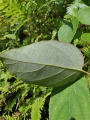 Actinidia chinensis