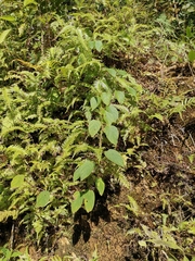 Actinidia chinensis