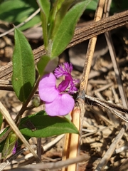 Polygala amatymbica