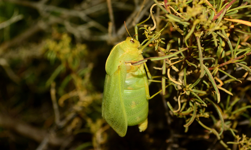Bullacris obliqua