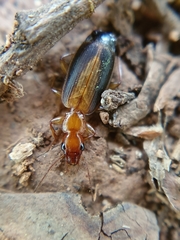 Xenitenus dilucidus