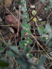 Indigofera cordifolia