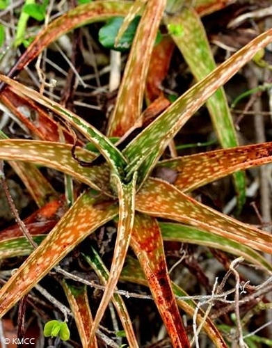 Aloe fragilis image