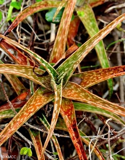 Aloe fragilis
