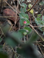Indigofera cordifolia