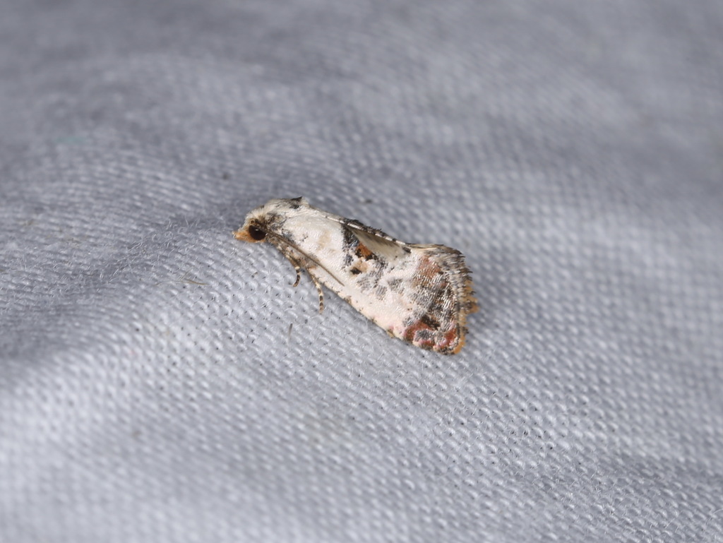 Cochylis hybridella