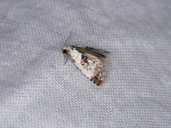 Neocochylis hybridella