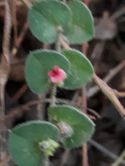 Indigofera cordifolia