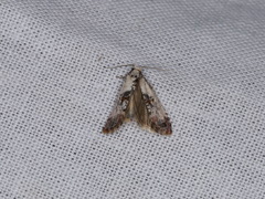 Neocochylis hybridella