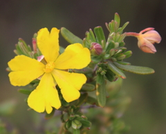 Hibbertia hypericoides