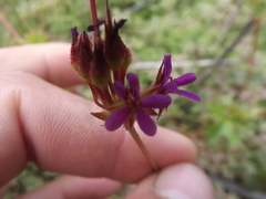 Pelargonium columbinum
