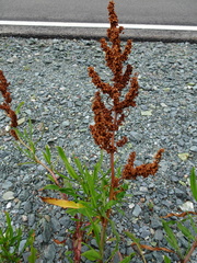 Rumex triangulivalvis