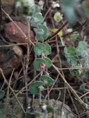 Indigofera cordifolia