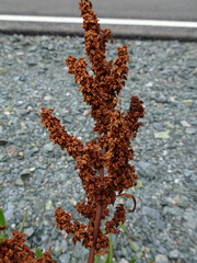 Rumex triangulivalvis
