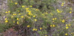 Hibbertia hypericoides