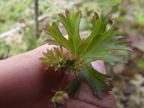Image of Pelargonium columbinum by no rights reserved
