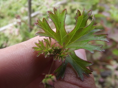 Pelargonium columbinum