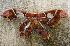 Rothschildia cinctus