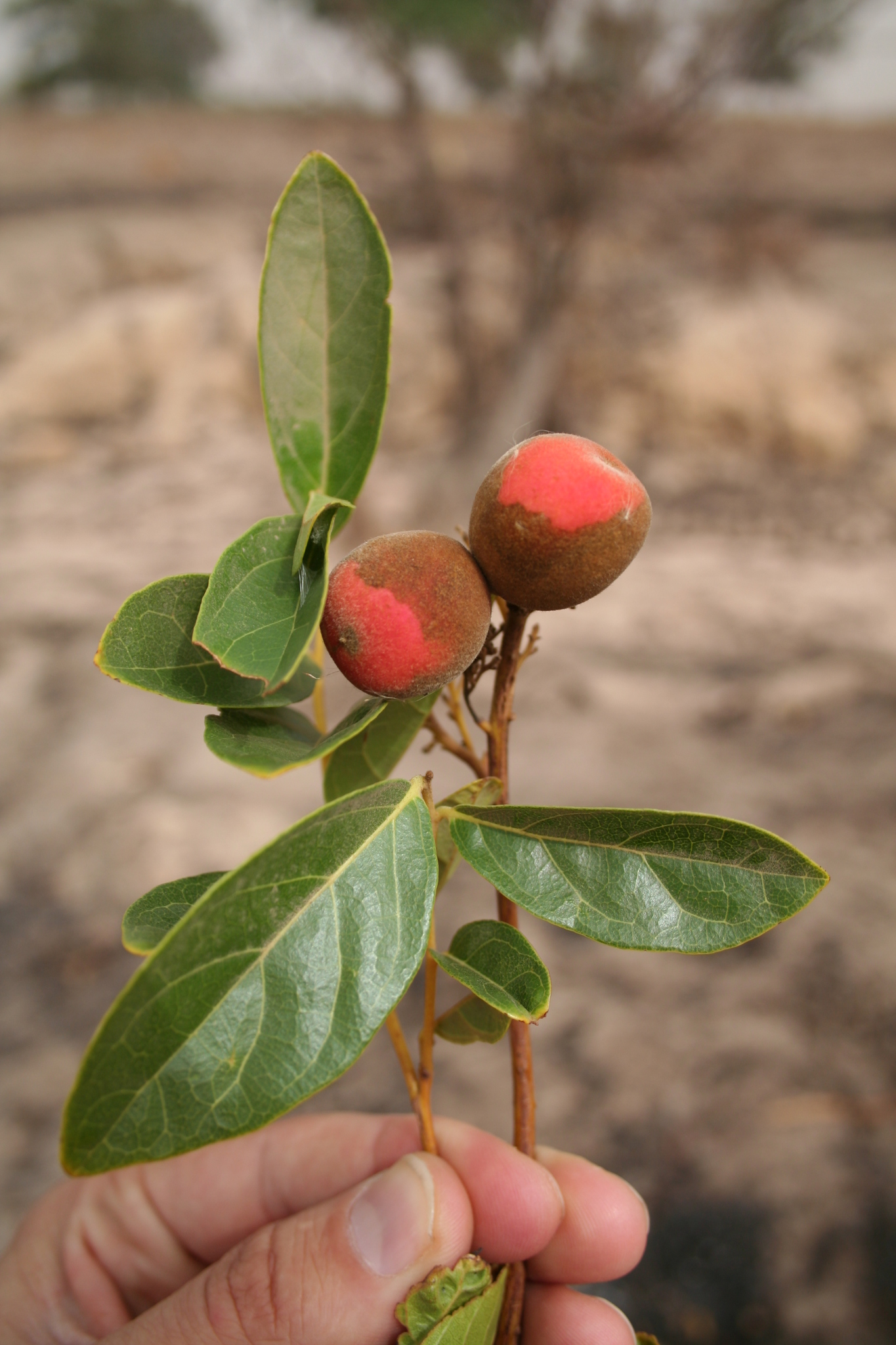 Icacina