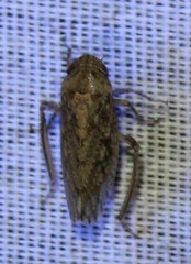 Curtara insularis