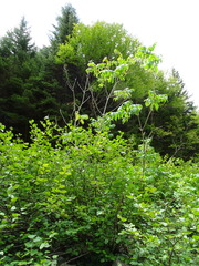 Fraxinus nigra image
