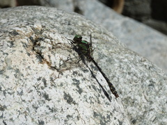 Ophiogomphus carolus