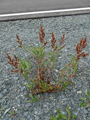 Rumex triangulivalvis