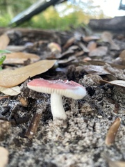 Russula persanguinea