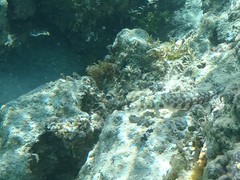 Parapercis millepunctata