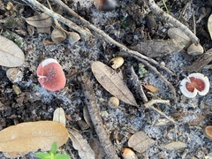 Russula persanguinea