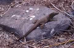 Microlophus delanonis