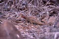 Microlophus delanonis