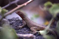 Microlophus delanonis