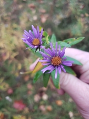 Symphyotrichum novae-angliae