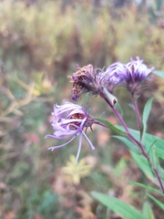 Symphyotrichum novae-angliae