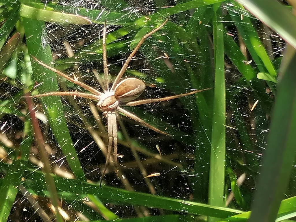 Sheetweb Spiders