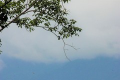 Hypsipetes leucocephalus