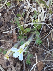 Lobelia thermalis