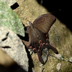 Papilio dialis