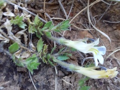 Lobelia thermalis