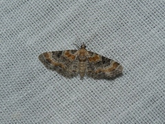 Eupithecia linariata