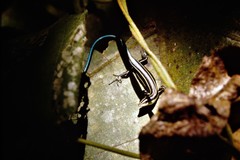 Emoia caeruleocauda
