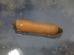 Golfingia vulgaris